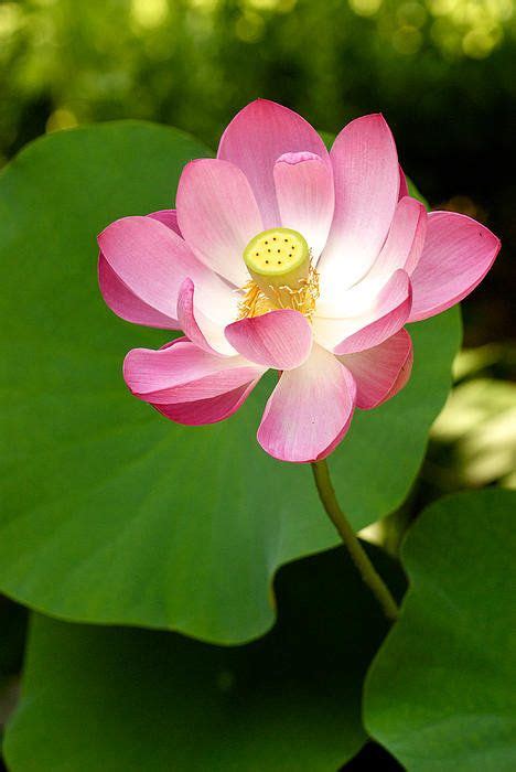 22 Lotus Flower colors ideas | planting flowers, lotus flower ...