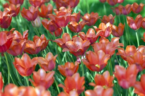 Holland National Flower Tulip Picture And HD Photos | Free Download On ...