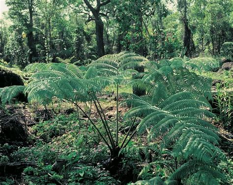 Add this native Hawaiian Tree Fern [Hapu'u] - Cibotium splendens to Your Collection — Kanoa Hawaii