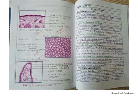 Solution Histo All Practicals Studypool