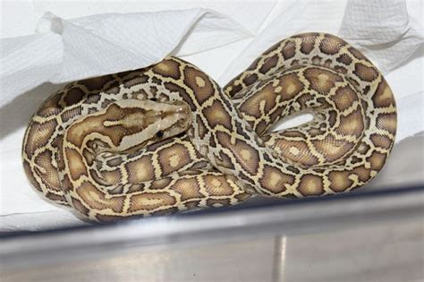 Hypo Caramel Burmese Python Lagoncatinfo