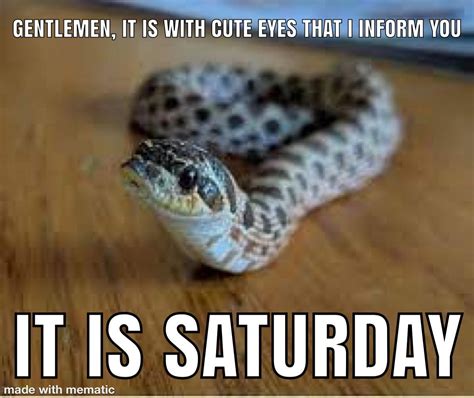 Cute snake right? : r/memes