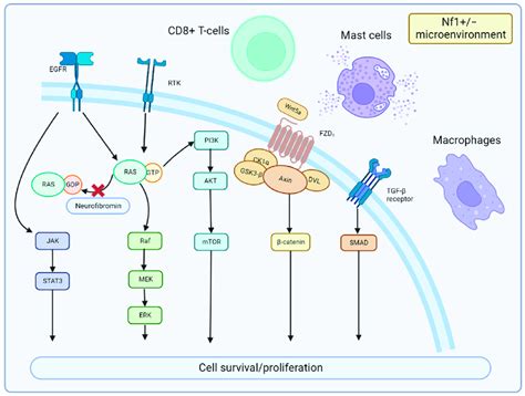 Signaling Pathways And Microenvironment Of Mpnst Neurofibromin Encoded