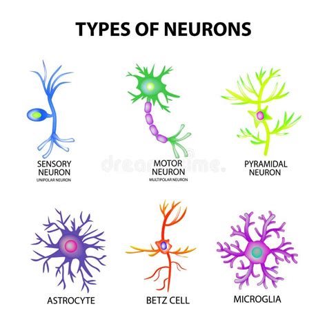 Types of Neurons. Structure Sensory, Motor Neuron, Astrocyte, Pyromidal ...