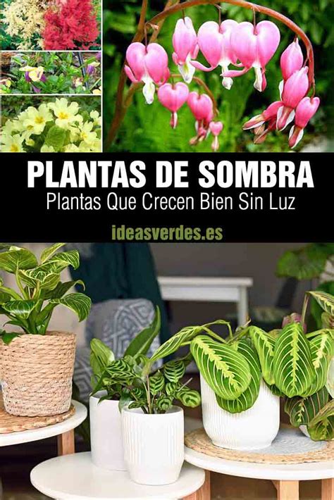 Las mejores plantas de sombra para tener en interior y jardín Ideas