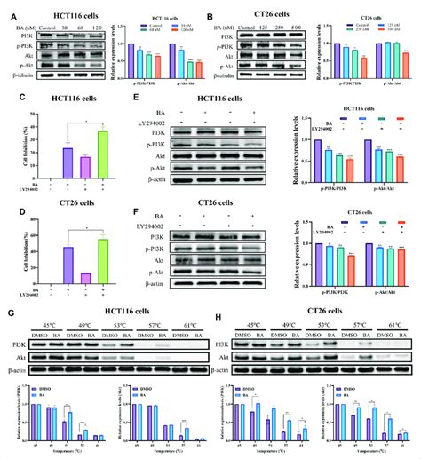 Ba Inhibited The Pi K Akt Signaling Pathway A B The Pi K Akt Pathway