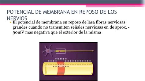 Potenciales De Membrana Y Potenciales De Acción Ppt