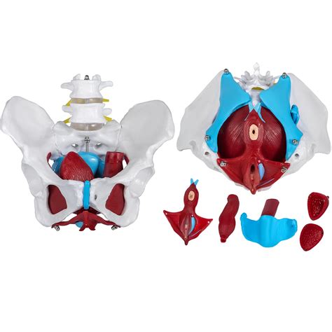 Buy VEVOR Pelvic Floor Model, Scientific Anatomy Model, Colored Female Pelvis with 4 Removable ...