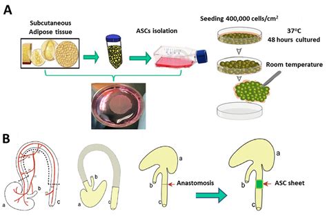 Transplantation Of Adipose Tissue Derived Stem Cell Sheet To Reduce