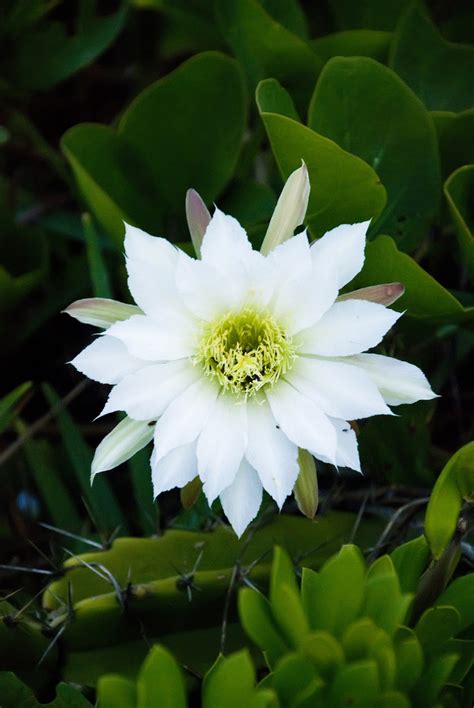 Cereus Cactus (C. jusberti) – Breakthrough - Pegasus Products