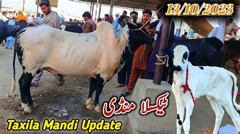 Today Taxila Mandi Latest Update 13 October 2023 Domail Mandi K