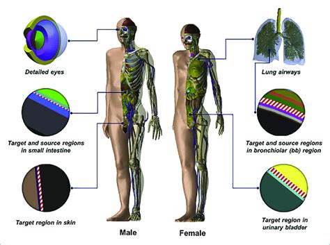 Adult Male And Female Mesh Type Icrp Reference Computational Phantoms Download Scientific