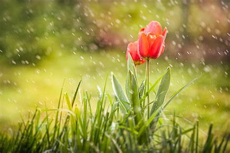 April Showers Wallpapers - Wallpaper Cave