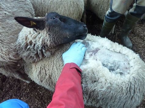 Haut Parasiten bei Schafen und Ziegen diegruene ch Grüne