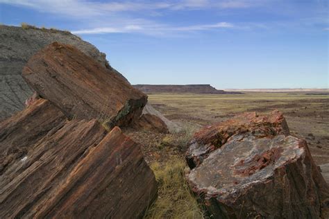 What is Petrified Wood? How Does it Form?