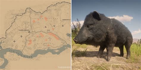 Where To Find Collared Peccaries In Red Dead Online