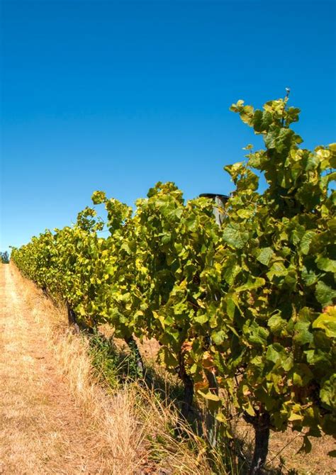 Grafted Grapevine Standard Issued By New Zealand Winegrowers 1 June