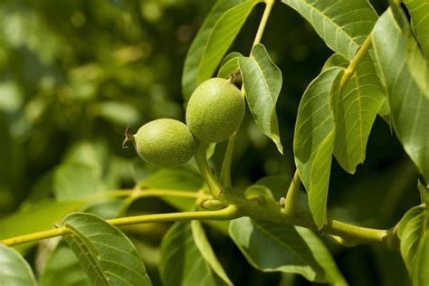 La Fleur De Bach Walnut Ou Noyer