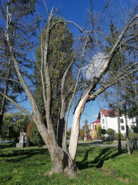 Truciciele drzew w Augustowie Kto niszczy rośliny nad rzeką Nettą