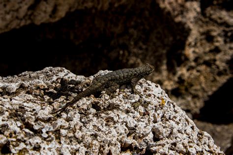 Close-Up Photography of Lizard On Stone · Free Stock Photo