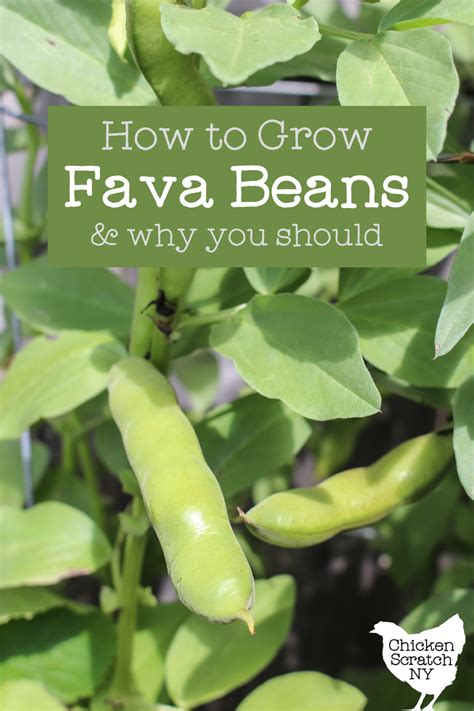 Grow Fava Beans