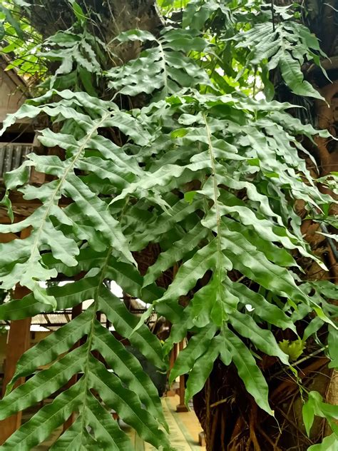 A samambaia da Amazônia conheça o Phlebodium decumanum