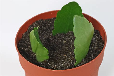 How to grow Kalanchoe blossfeldiana from cuttings