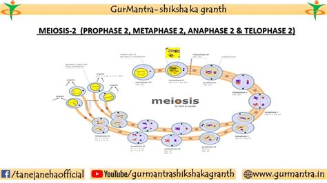 Meiosis 2 Prophase 2 Metaphase 2 Anaphase 2 Telophase 2 Cell