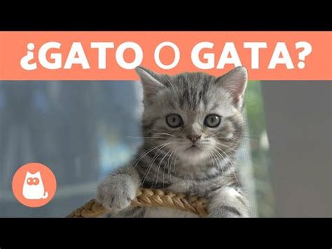 Como Saber Si El Gato Es Macho O Hembra Libros Y Textos La