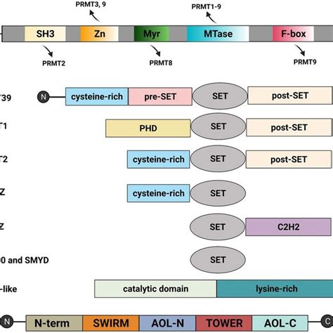 Schematic Structures Of Arginine And Lysine Protein Methyltransferases