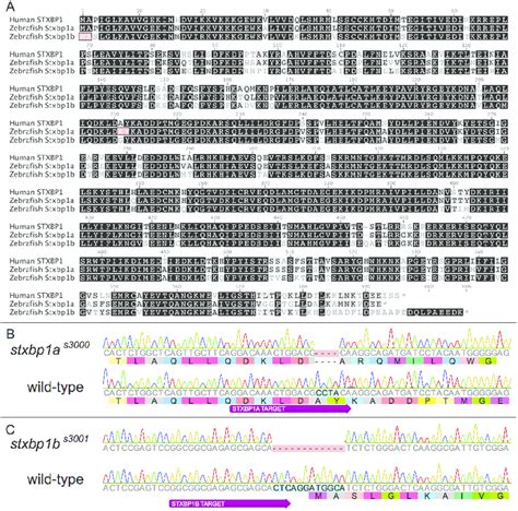 Zebrafish Stxbp A Crispr Cas Mutant Allele A Sites Of Human And