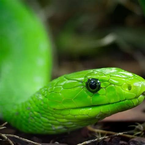 Western Green Mamba Facts Diet Habitat And Pictures On Animaliabio