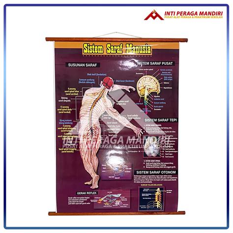 Jual Carta Poster Gambar Sistem Saraf Manusia Alat Peraga Sekolah