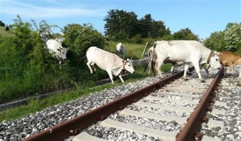 Bovini Incustoditi Investiti In Una Galleria Ferroviaria 82enne