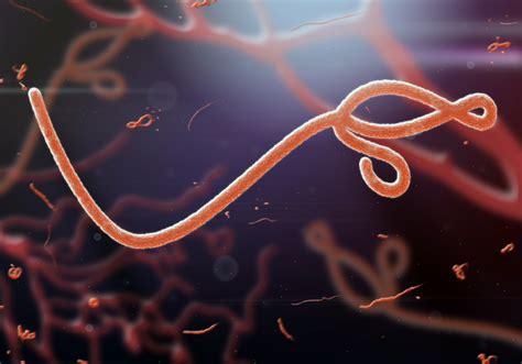 Caractérisation de la nature du virus Ebola à lorigine de la 9ème