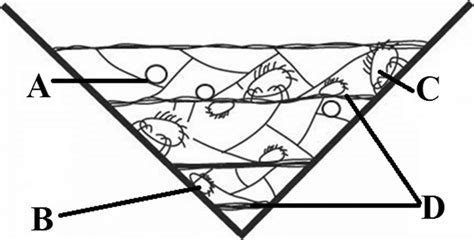 The Life Type Characters Of Date Palm Mite In A 2 Dimensional Plane A