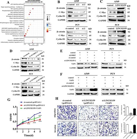 Linc Promotes Nsclc Progression Through The Yap Catenin Axis A