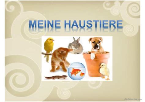 Tiere Deutsch Daf Powerpoints