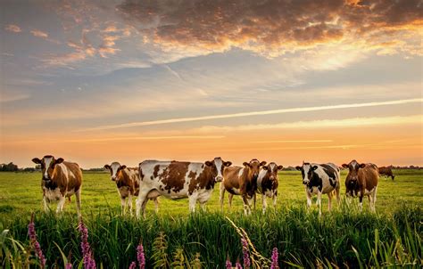 Wallpaper nature, cows, meadow, the herd images for desktop, section животные - download