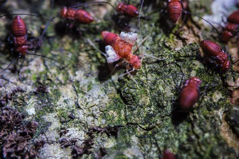 Common Signs of Termite Infestation - The Pest Cartel - Central Florida ...