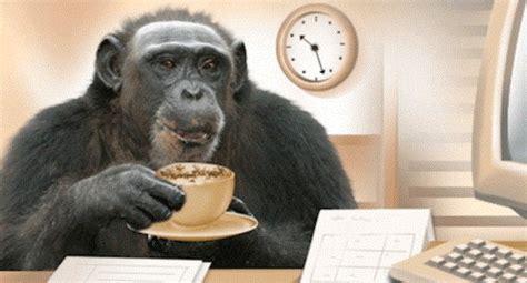 PLANET OF THE CHIMPS #2: CAFFEINE CONTENT IN... coffee, tea, soda, etc...