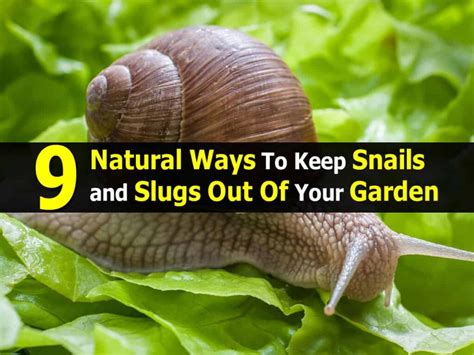 9 Natural Ways To Keep Snails And Slugs Out Of Your Garden