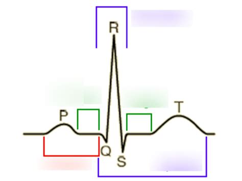 Ecgs Diagram Quizlet