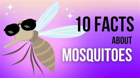 10 Facts About Mosquitoes You Probably Didnt Know About Youtube