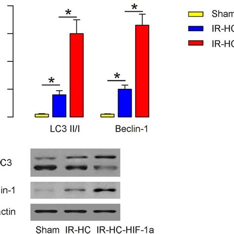 Hif A Increases Brain Cell Survival Via Bnip And Nix In Ogdr In