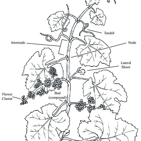 Pdf Grapevine Structure And Function