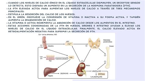 Hipercalcemia E Hipocalcemia Y Metabólismo Del Calcio Ppt