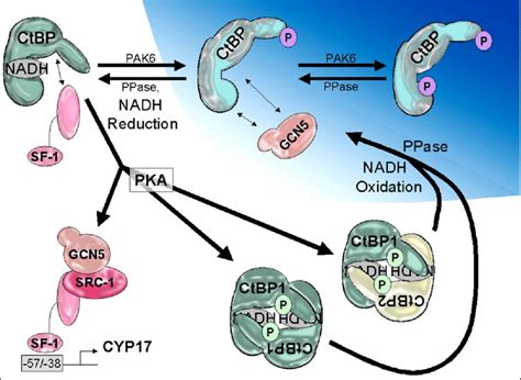 9 Working Model Of Cyp17 Induction By Pka Pak6 And Nadh Differentially