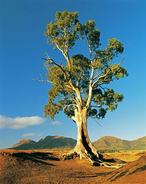 Cazneaux Tree A River Red Gum By Australian Scenics