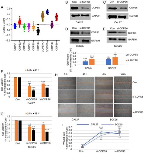 Analysis Of Expression Profiles And Prognostic Value Of Cop